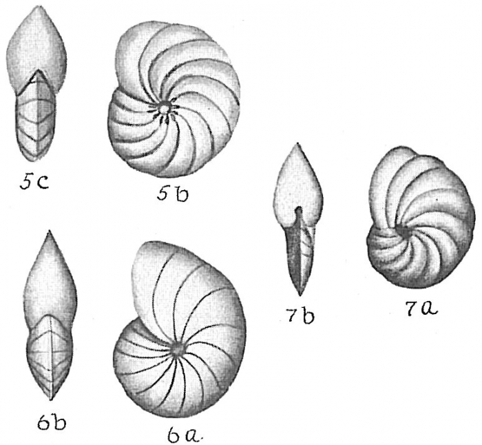 Nonion asterizans Nonion asterizans
