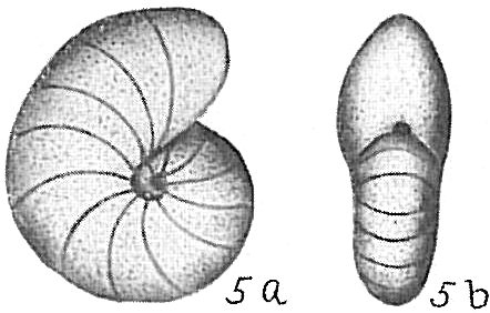 Nonion barleeanum Nonion barleeanum