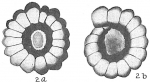 Nonion crassulum