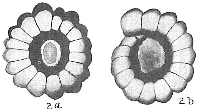 Nonion crassulum Nonion crassulum