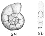 Nonion exponens, author: Cedhagen, Tomas