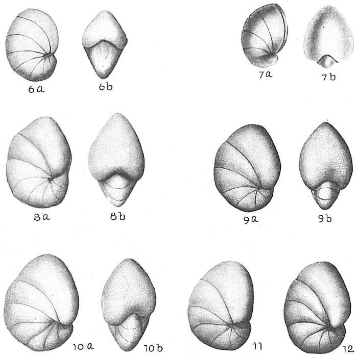 Nonion labradoricum Nonion labradoricum