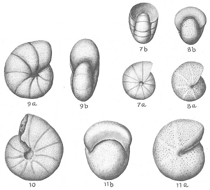 Nonion pompilioides Nonion pompilioides