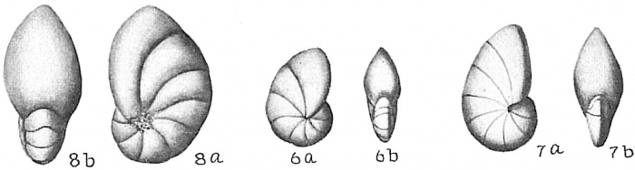 Nonion sloanii Nonion sloanii