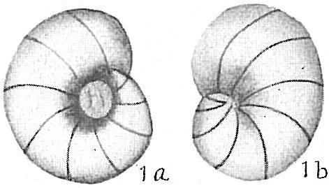 Nonion umbilicatulum Nonion umbilicatulum