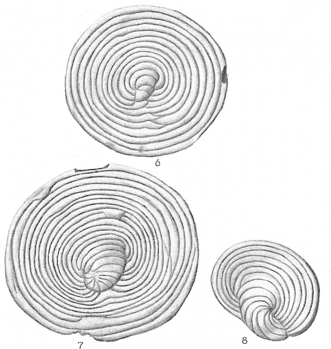 Peneroplis discoideus Peneroplis discoideus