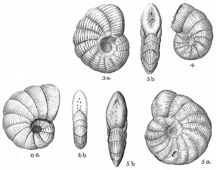Peneroplis pertusus Peneroplis pertusus