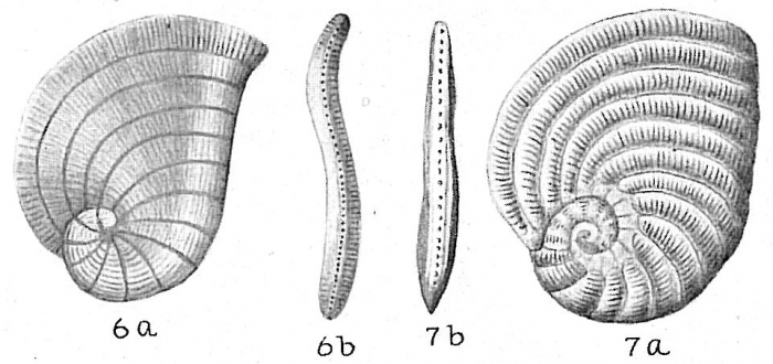 Peneroplis planatus Peneroplis planatus