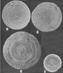 Sorites marginalis