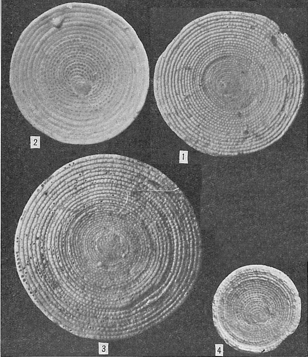 Sorites marginalis Sorites marginalis