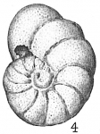 Anomalina edwardsiana
