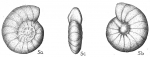 Anomalina flintii