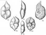 Anomalina semipunctata