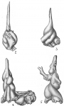 Carpenteria hassleri