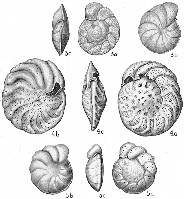Cibicides floridana Cibicides floridana
