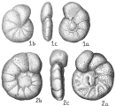 Cibicides pseudoungeriana, author: Cedhagen, Tomas