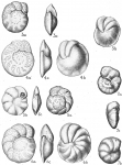 Cibicides pseudoungeriana, author: Cedhagen, Tomas
