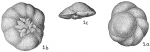 Discorbis baccata
