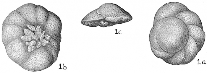 Discorbis baccata Discorbis baccata