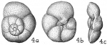 Discorbis candeiana