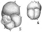 Discorbis chasteri var. bispinosa