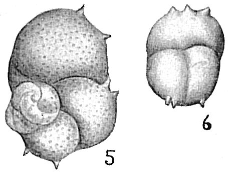 Discorbis chasteri var. bispinosa Discorbis chasteri var. bispinosa