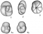 Discorbis chasteri