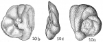 Discorbis globularis anglica