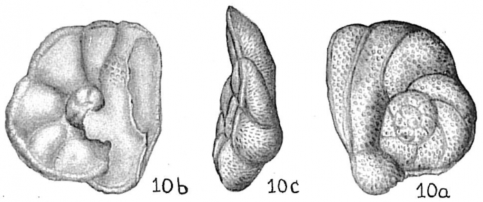 Discorbis globularis anglica Discorbis globularis anglica