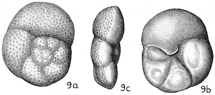 Discorbis globularis Discorbis globularis