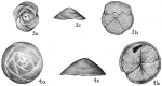 Discorbis millettii