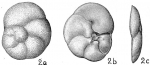 Discorbis obtusa