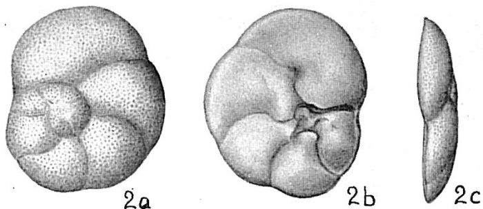Discorbis obtusa Discorbis obtusa