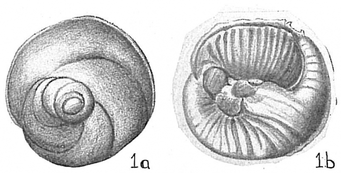 Discorbis orbicularis var. selseyensis Discorbis orbicularis var. selseyensis