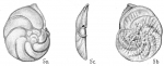 Discorbis parisiensis