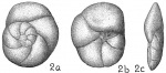 Discorbis subaraucana