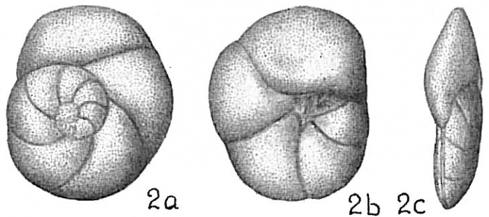 Discorbis subaraucana