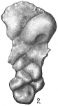 Dyocibicides biserialis