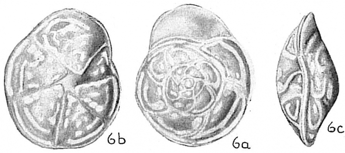 Epistomina elegans Epistomina elegans