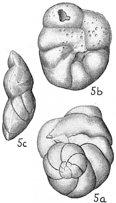 Eponides lateralis Eponides lateralis