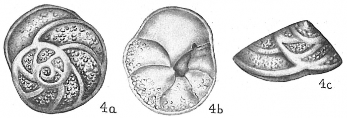 Eponides repanda concamerata Eponides repanda concamerata