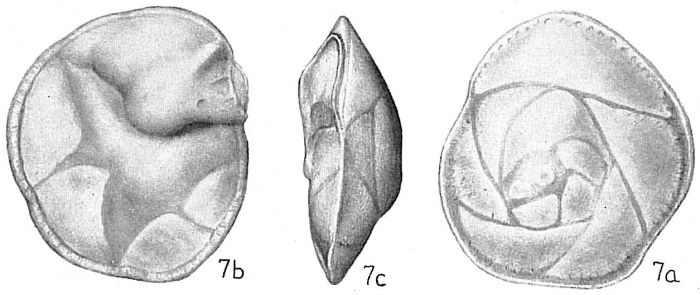 Eponides repanda Eponides repanda