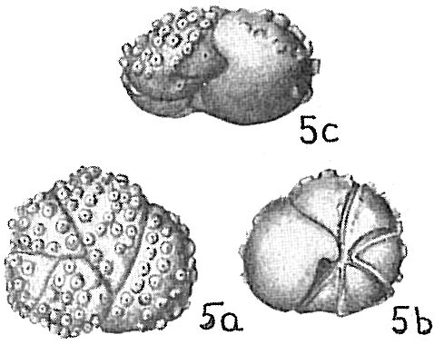 Eponides tuberculata Eponides tuberculata