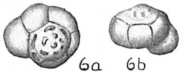 Eponides tumidula, author: Cedhagen, Tomas