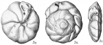 Eponides umbonata ehrenbergii