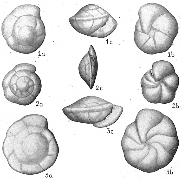 Eponides umbonata Eponides umbonata