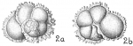Globorotalia menardii var. fimbriata