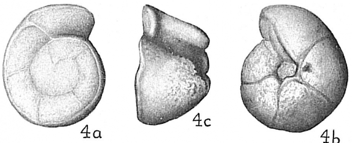 Globorotalia truncatulinoides Globorotalia truncatulinoides