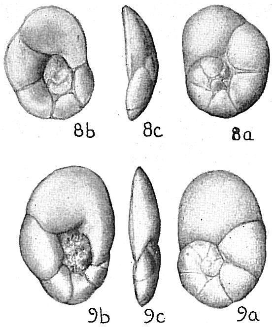 Lamarckina haliotidea Lamarckina haliotidea