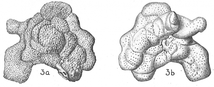 Planopulvinulina dispansa Planopulvinulina dispansa